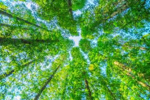 floresta, meio ambiente e folhas verdes